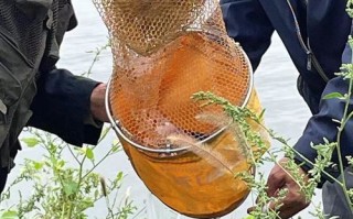燕郊附近水库野钓