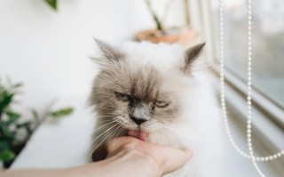 猫的世界，从品种到习性，全面解读这种神秘而优雅的宠物