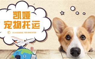 阳光宠物诊所电话
