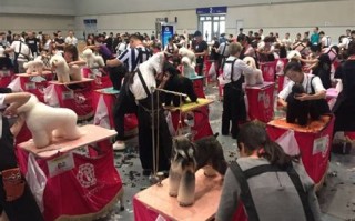 重庆市宠物行业发展现状与趋势分析