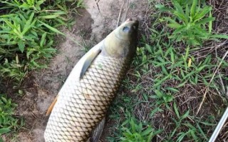 钓大鱼钓几米合适