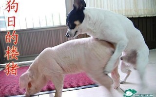 跟狗狗做了四小时