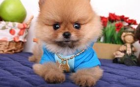 便宜的宠物犬推荐