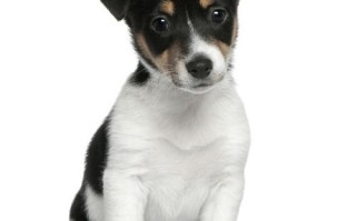 杰克罗素梗犬