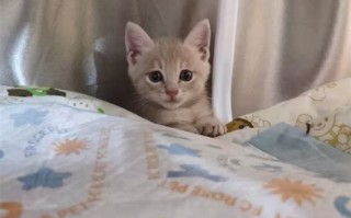 宠物绝育手术是什么原理
