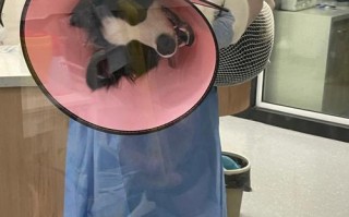 宠物狗医生咨询