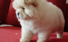 松狮好养吗麻烦吗