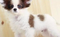 蝴蝶犬是哪个国家的