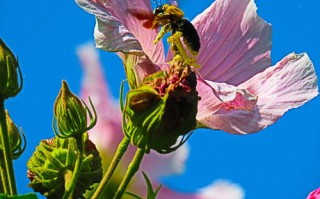 四川成都的市花是什么花