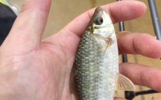 野河流水玉米钓鳊鱼技巧