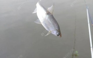 钓鱼星球湖鳟