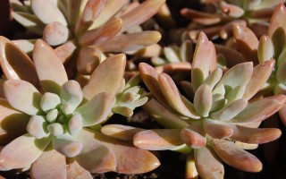 多肉植物的奇妙世界，品种百科与养护指南