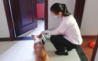 上海社区人员照看宠物