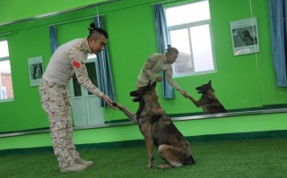 宠物训犬学校培训价格表