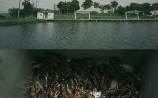 江阴龙虾排名