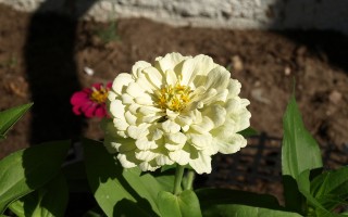 混世桃花运，现代都市中的桃花秘境