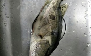手竿垂钓野生鳜鱼指南