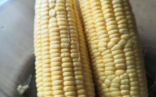 钓鱼玉米饵料
