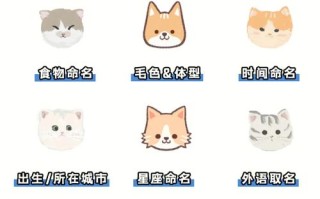 1.考虑宠物的外貌和特点