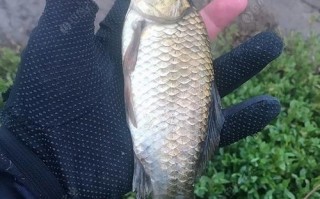 潮白河苏庄垂钓指南