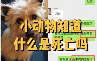 宠物沟通师收费