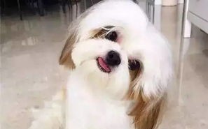 寻找最适合您的小型犬宠物