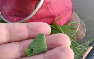 钓草鱼挂草是钓浮吗
