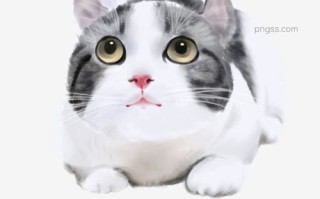 外国宠物场景插画书