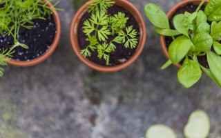 全面攻略，如何彻底除虫，打造无虫害的舒适环境