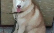 宠物店用什么洗白狗好