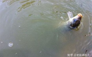 野钓草鱼视频高清