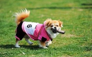 宠物小狗有没有狂犬病毒