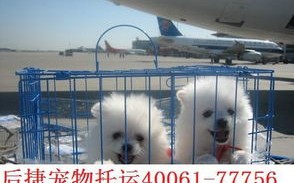 中国国际航空宠物托运指南