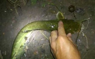 老外钓巨型鲶鱼
