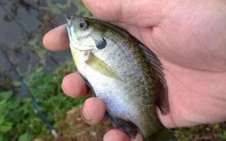 垂钓罗非鱼选择多深水位最好