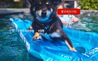 黄山宠物游泳设备租赁