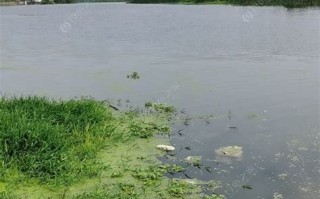 临安青山湖死鱼事件