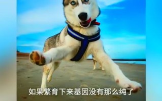 策雄宠物克隆：现状与潜在挑战