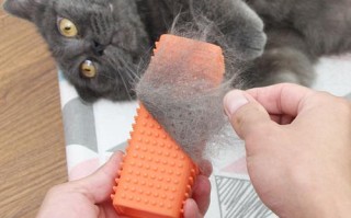 淮南市的猫狗宠物市场