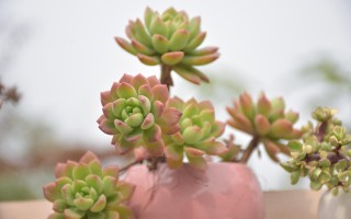 探秘多肉植物的奇妙世界，从品种到养护的全面指南
