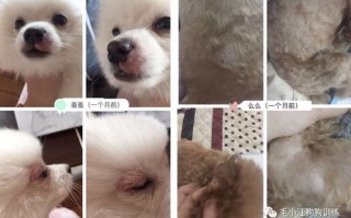 宠物皮肤病检查方法视频