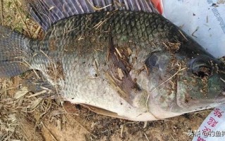 养殖罗非鱼如何用饵料