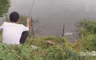 怎么钓刁子鱼