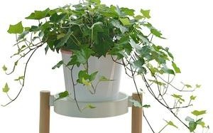 什么绿植在客厅比较好养活一点