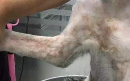 痛立定宠物剂量