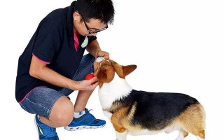 选择合适的宠物