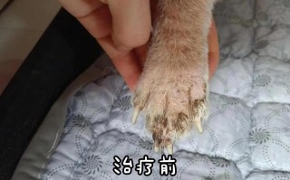 皮肤90宠物能否使用