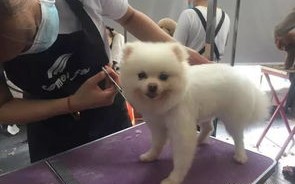 黄石宠物免费领养