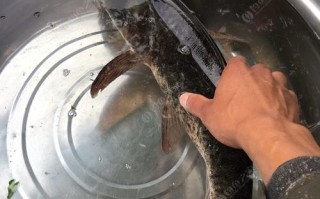花鲢一般在水深几米