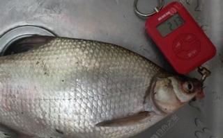 秋季钓鳡鱼大全